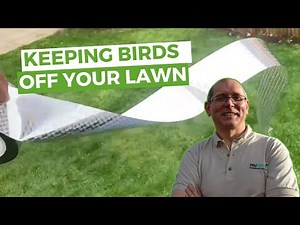 How To Keep Birds Off Your Lawn & Other Updates