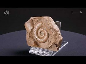 Cephalopod 7 - Ammonoid