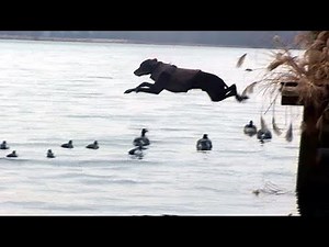 Lunatic Fringe Pudelpointers Winter Waterfowling