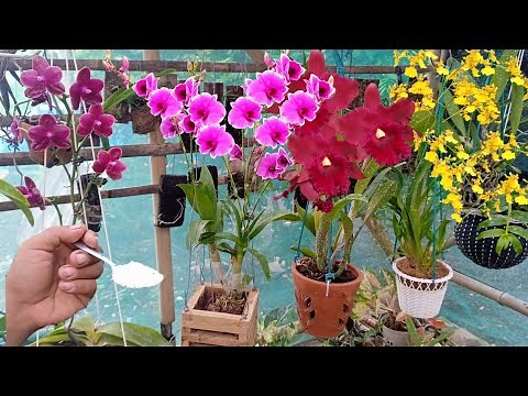 How to plant and care for orchids for beginners