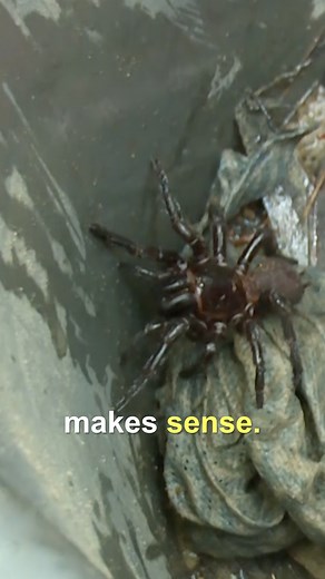 2.2M views · 14K reactions | Collecting Australia's deadliest spider hiding and ready to strike! ️ | Untamed | Facebook