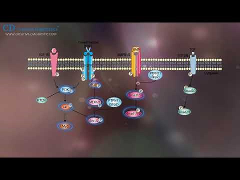 Protein Phosphorylation Creative Diagnostics