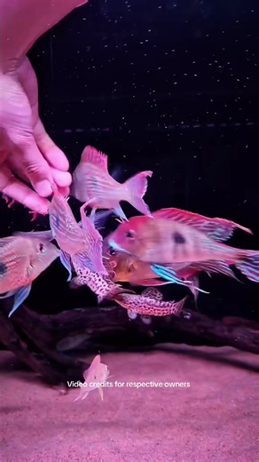 Current Cichlid Collection Geophagus sveni Satanoperca daemon Guianacara dacrya Geophagus heckelii (Albino) Vieja regani Strong, healthy fish and doing great in the tanks. Message for more details. #Cichlids #Geophagus #Rooting #AquariumLife #Trending