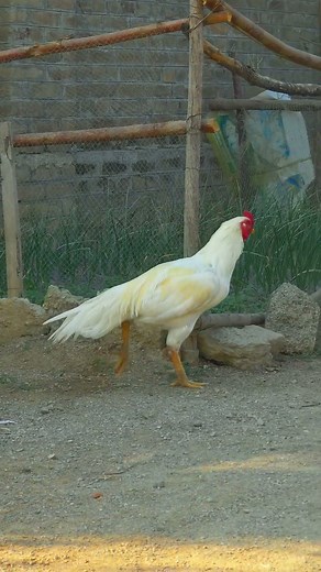 Aseel Murga Power| Aseel chicken| rooster hen | Powerful Roosters | Aseel Lovers | Joel Roy Vlogs