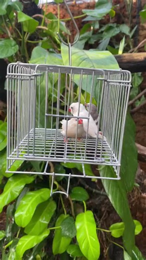 Amazing Paradise Birds in a Lush Garden Aviary