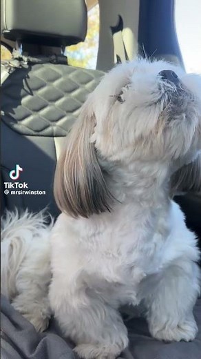 Shih Tzu howling