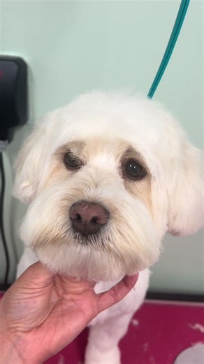 Groom Waffles: Dog Grooming Tips and Tricks