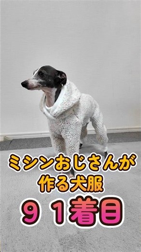 おっさんが作る犬服 91着目 : 末っ子イタグレのフードボアロンパース #shorts #イタグレ #ミニピン