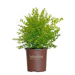 Sunshine Ligustrum | Shop Online