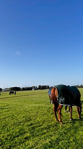 Former racehorses happily grazing in the middle of Aintree Racecourse between competition - what a sight!! 🤩🤩 RoR National Championships | Aintree International Equestrian Centre