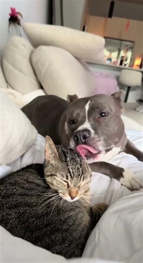 Animals teach us love ❤️ #pets #animals