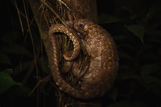 Pangolins: These animal kingdom 'oddballs' provide important conservation lesson