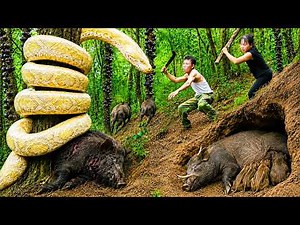 72 Hours Survival: Giant Albino Python Threatens Wild Boar Family - Brave Couple Saves Piglets!