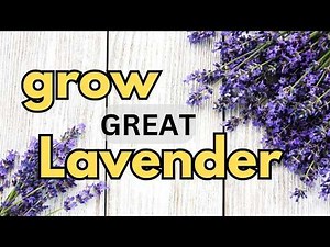 grow GREAT Lavender! Propagation for seed or cutting, growing conditions and flowering / Garden