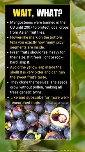 5 Crazy Truth About Mangosteen Fruit