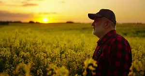 Tired Old Farm Worker Walking Alone In Farmland With Blooming Rape, Fascinating Sunset In Farmland