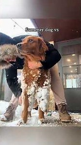 POV: This dog can understand his owners very clearly 🤣😮‍💨😂#DogTok #FunnyDogs ##usa