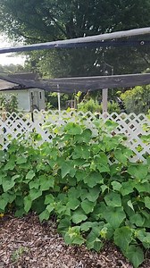 Growing pickling cucumbers on PVC lattice helps keep them up off the ground. Which helps give plenty of airflow, preventing disease and fungus. It's also super helpful in order to harvest them, as we can see them through the lattice. Being PVC coated, we can pressure wash each spring, helping further prevent disease. It's held up with metal fence posts and attached with plastic zip ties. We use pickling cucumbers for relish, bread and butter pickles and quick refrigerator Dill pickles. #cucumber