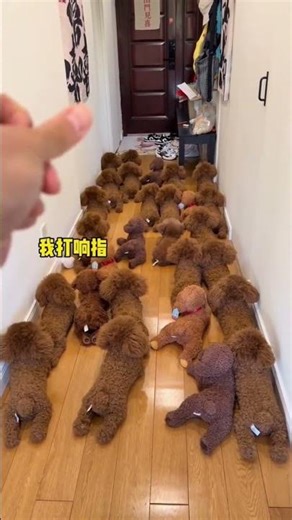 #puppy #cutedog #poodle #cute #toypoodle #dog #knowledge #trending #animals #new