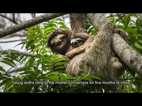 The brown throated 3 toed sloth