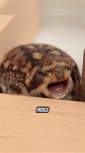 Cutest Frog Sounds 🐸💖