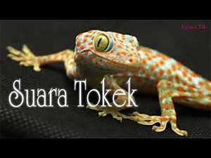 Suara Tokek Seram asli - Suara tokek raksasa yang menakutkan | Tokek