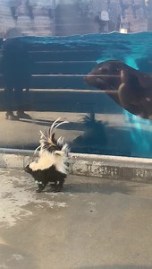 Wildlife World Zoo might be closed to the public, but we are still taking great care of all our animals and providing them with fun enrichment opportunities. Check out this video of our curious sea lions meeting Buffy the Vampire Sprayer for the first time 🦨 💕🤗 #sealionsofinstagram #skunksofinstagram #meetandgreet #newfriends #enrichment #education #zoolife #zookeeper #marinemammaltrainer Kristy Morcom | Wildlife World Zoo