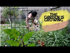 The Most Satisfying Vegetable Harvesting Methods