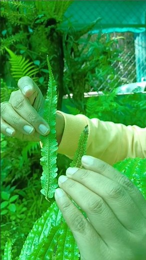 Pteridophytes | fern life cycle | sori | sporangia #cell_academy #neet #plantae #pteridophytes