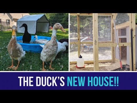 The Runner Duck's New House Setup!