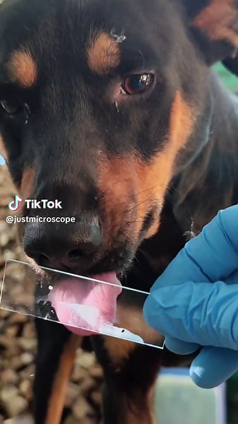 microscope (@justmicroscope)’s video of Saliva Mouth