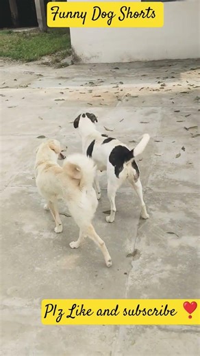 #dogshorts#funnyshorts#followme#holi#dogshorts#ytshorts#youtube#holi#funnydog#funnyshorts#youtube