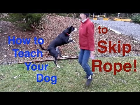 How to Teach Your Dog to Skip Rope -Dogs Jumping Rope