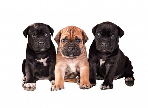 Cane Corso for Sale - Latest Pet Ads - Buy, Sell, Adopt
