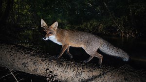 Capturing wildlife along the river with camera traps