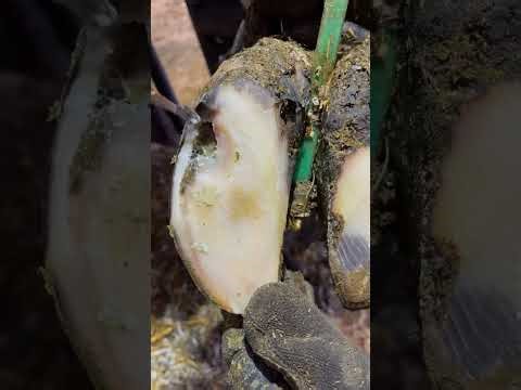 Helping a Horse in Need