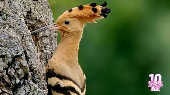 Hoopoe Feeding Its Young at the Tree Nest