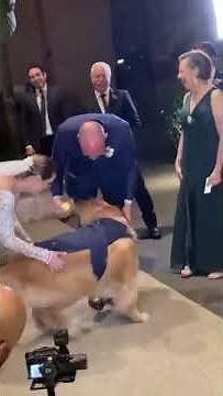 Adorable Canine Ring Bearer: Watch as a Pet Dog Delivers Rings in a Wedding Ceremony! 🐶