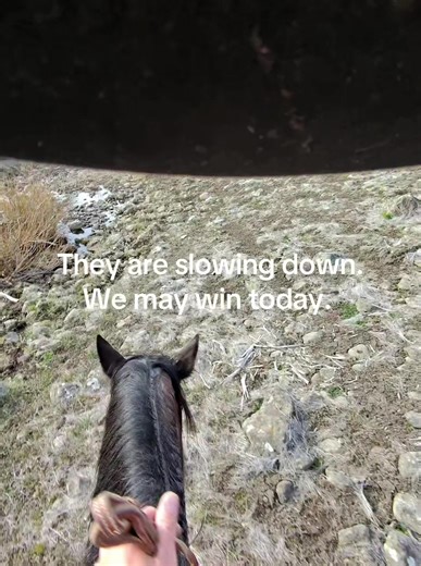 Wild Cows Spotted in Oregon Ranch Life
