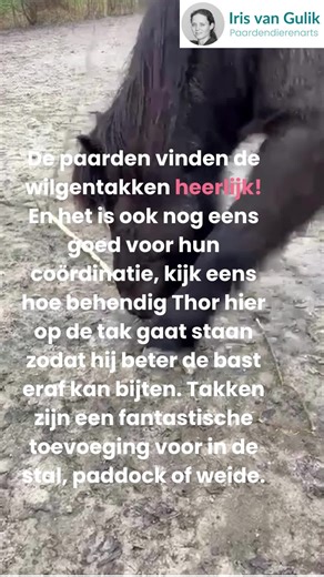 🤩 Kijk eens hoe goed Thor de tak vast kan houden met zijn hoef. Hij is dol op wilgentakken! 👍🏻 Takken zijn een fantastische toevoeging voor in de stal, paddock of weide. 💊 De katjes takken in het voorjaar zijn rijk aan antioxidanten. Bovendien hebben wilgentakken een natuurlijke pijnstillende werking, paarden zoeken vanuit hun instinct naar deze takken als zij daar behoefte aan hebben. 😊 Het kan verveling tegengaan en is ook nog eens goed voor de gezondheid van je paard! Een win-winsituatie