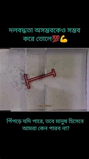 The Power of Unity💪#Motivation #সাফল্য #SuccessUnity-is-strength #Collective-power #kalpana #bangla