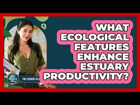 What Ecological Features Enhance Estuary Productivity?
