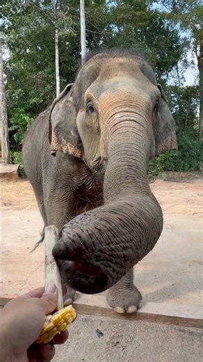 Elephant vs Fruit | HE LOVES SUGARCANE, HATES CORN!