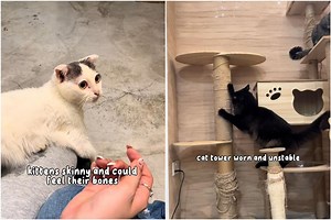 Cats at pet cafe in Geylang rehomed after SPCA finds ‘signs of compromised welfare’