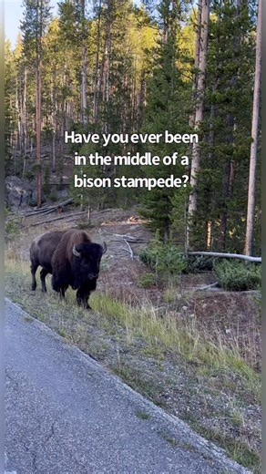 Have you herd? It’s National Bison Day! 🦬 Last fall on a visit to Yellowstone National Park, we were waiting in a line of cars for a herd of bison to cross the road, when all of a sudden they turned and stampeded along both sides of our truck. This video only shows a small percentage of the bison- there were hundreds of them, big and small. It was one of the most amazing things we’ve ever experienced. The U.S. has so many great public lands where you can see bison: national parks like Yellowsto