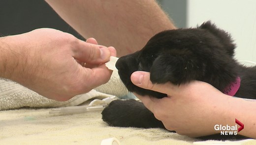 Rescued puppies from Northern Alberta get a second chance in Calgary