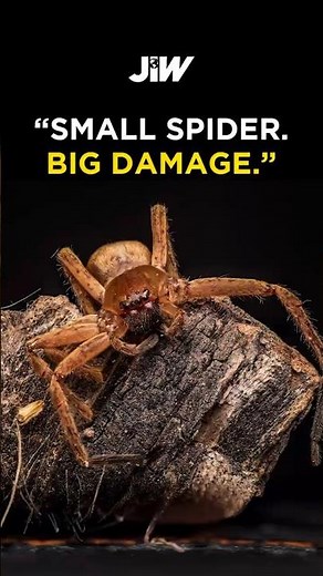 Brown Recluse Spider – America’s Most Dangerous House Spider