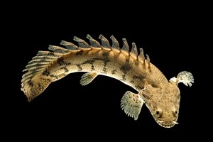 27 Bichir Fish Profile Facts: Traits, Size, Types, Food, Care - SeaFish