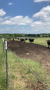 10K views · 628 reactions | Happy Friday! Happy Cows! | Texas Rancher | Facebook