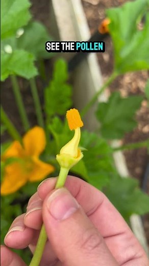 How to hand pollinate a zucchini plant #gardening